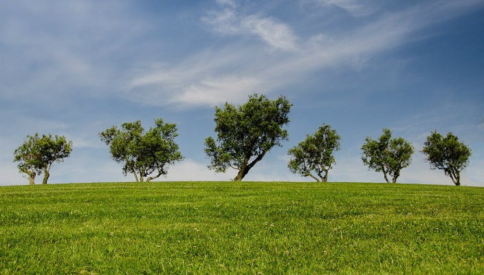 Six very green trees against blue a bright blue sky 