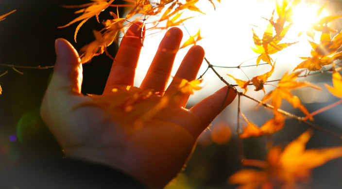 Open palm outstretched to golden fall leaves and sunshine