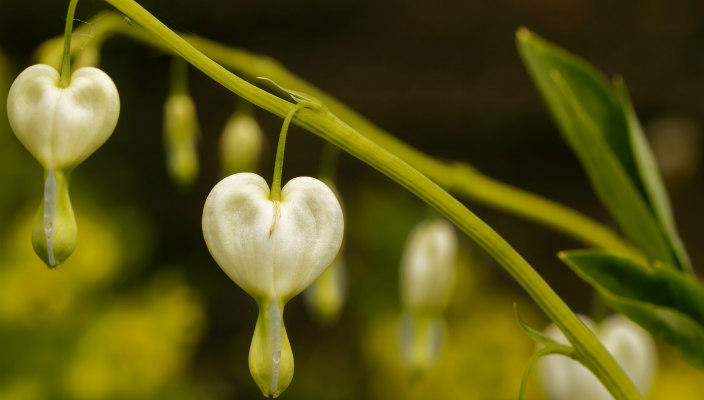 White heart-shaped flowers hanging from a stem