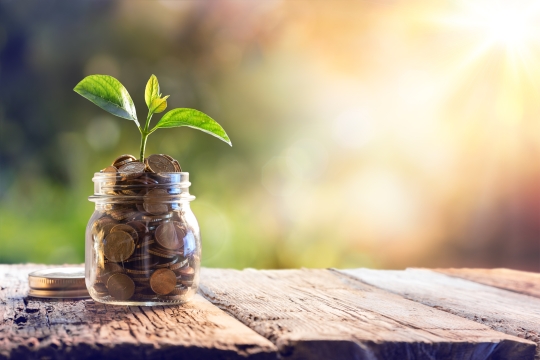 Photo of a plant growing out of a cup of coins